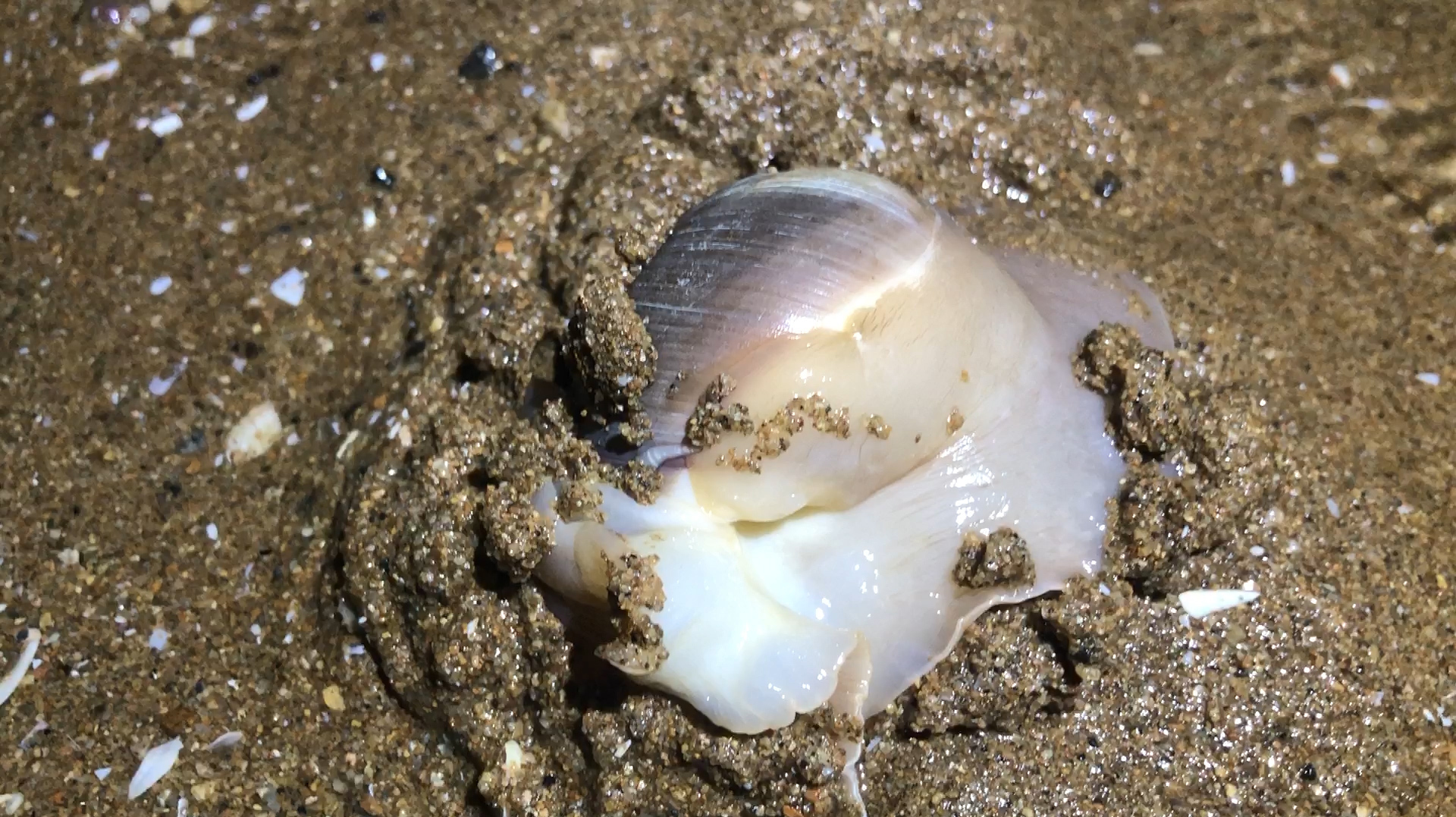 晚上很少有这样大个头的海鲜,被小斗抓海螺时碰到,回家直接煮了