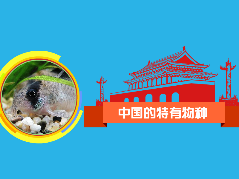 老鼠鱼鼠鱼是指甲鲶亚科