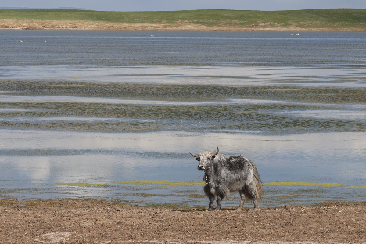 黄河源区年平均降水量是多少