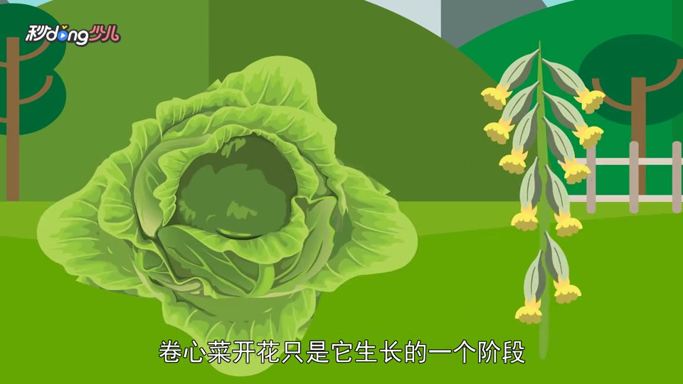 卷心菜是怎么开花的?