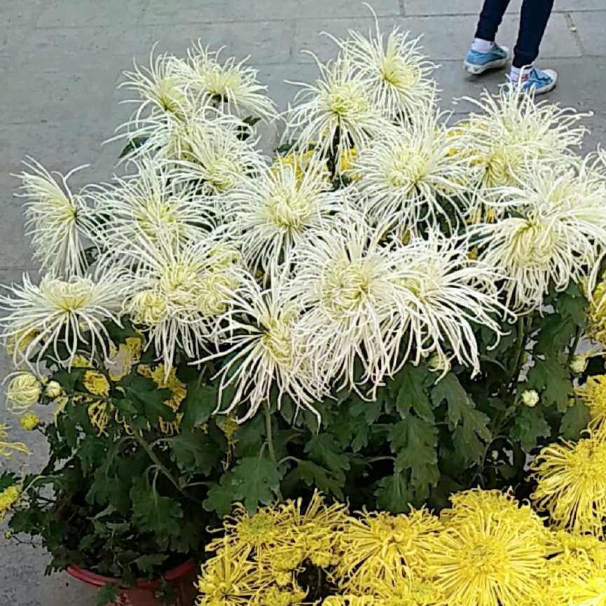 国王的选择:二战时期,挪威国王面临德军入侵时