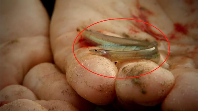 世界上最可怕的鱼,比食人鱼还让人害怕百倍,见了它最好躲它远点