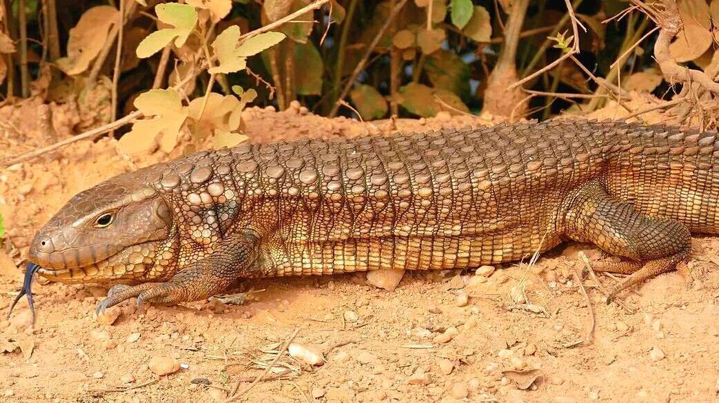 可以生活在陆地上的“鱼”,不是鳄鱼,一睡就是半年!