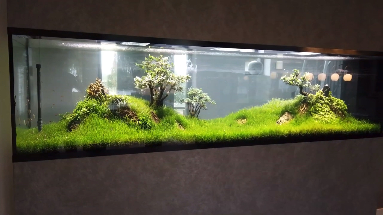 300×80×75cm草缸造景,大师级作品