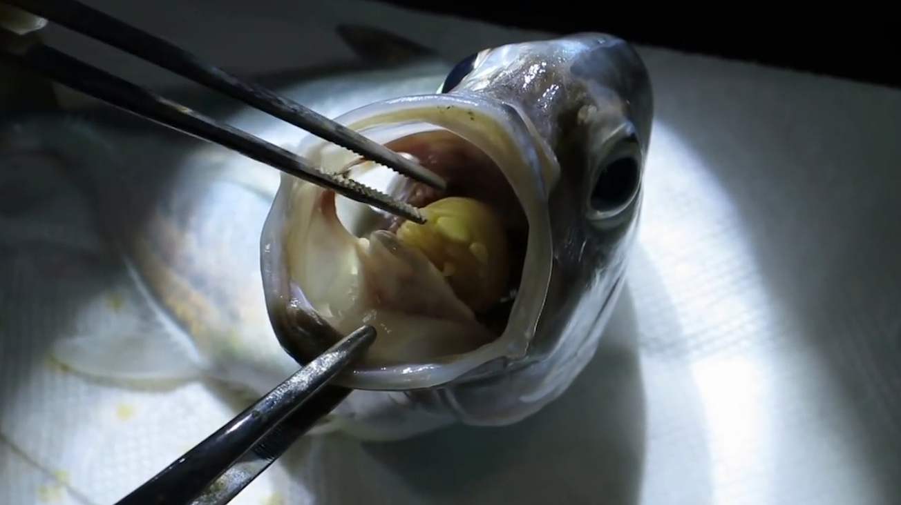 男子钓起一条鱼,本以为今晚有口福了,结果掰开鱼嘴一看脸色大变