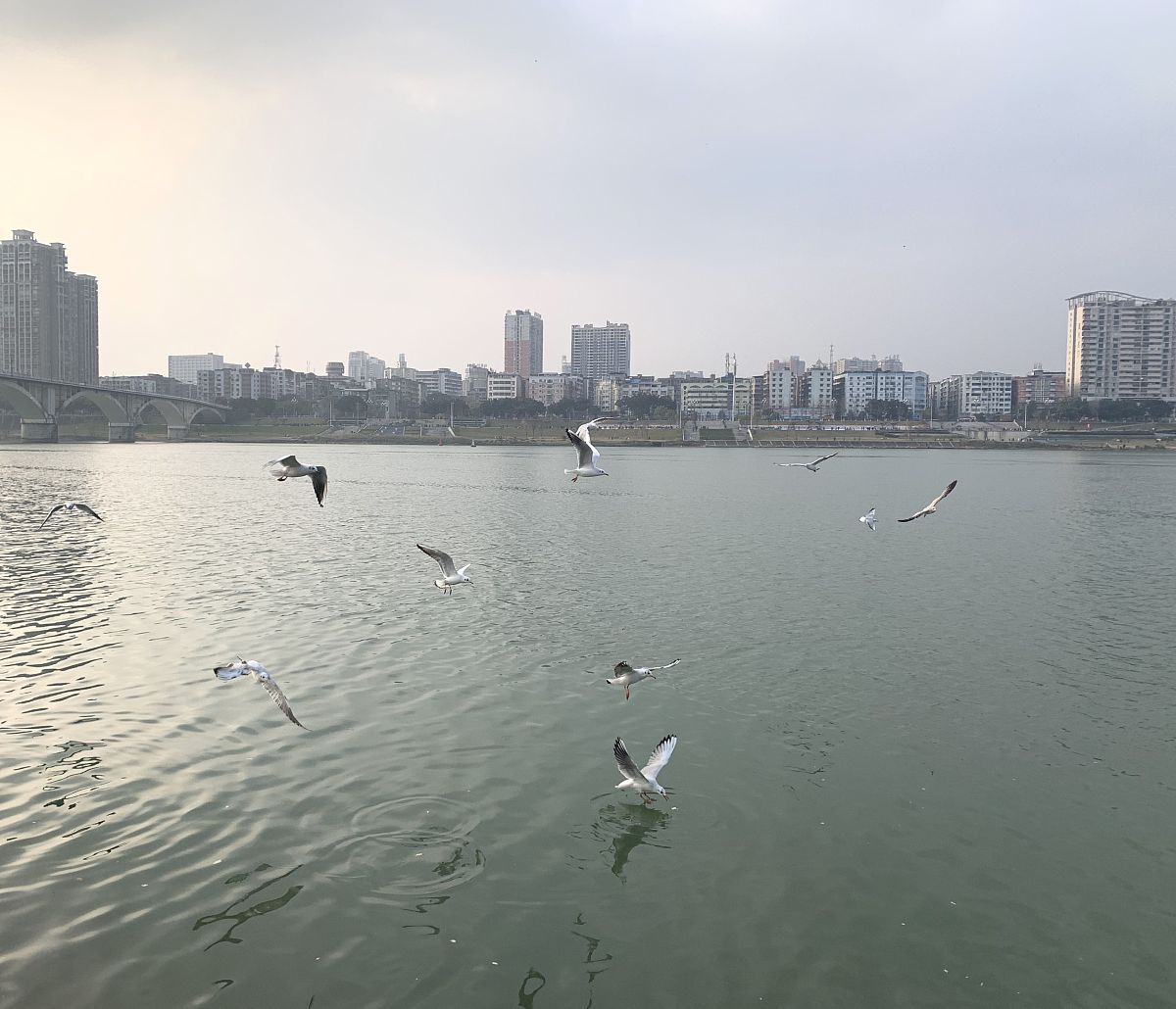 四川南充广播电视计算机大学地址：西庆路2号