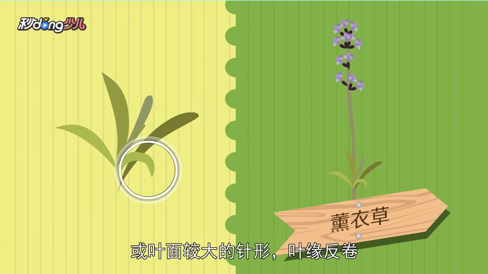 「秒懂少儿」千屈菜与薰衣草的区别