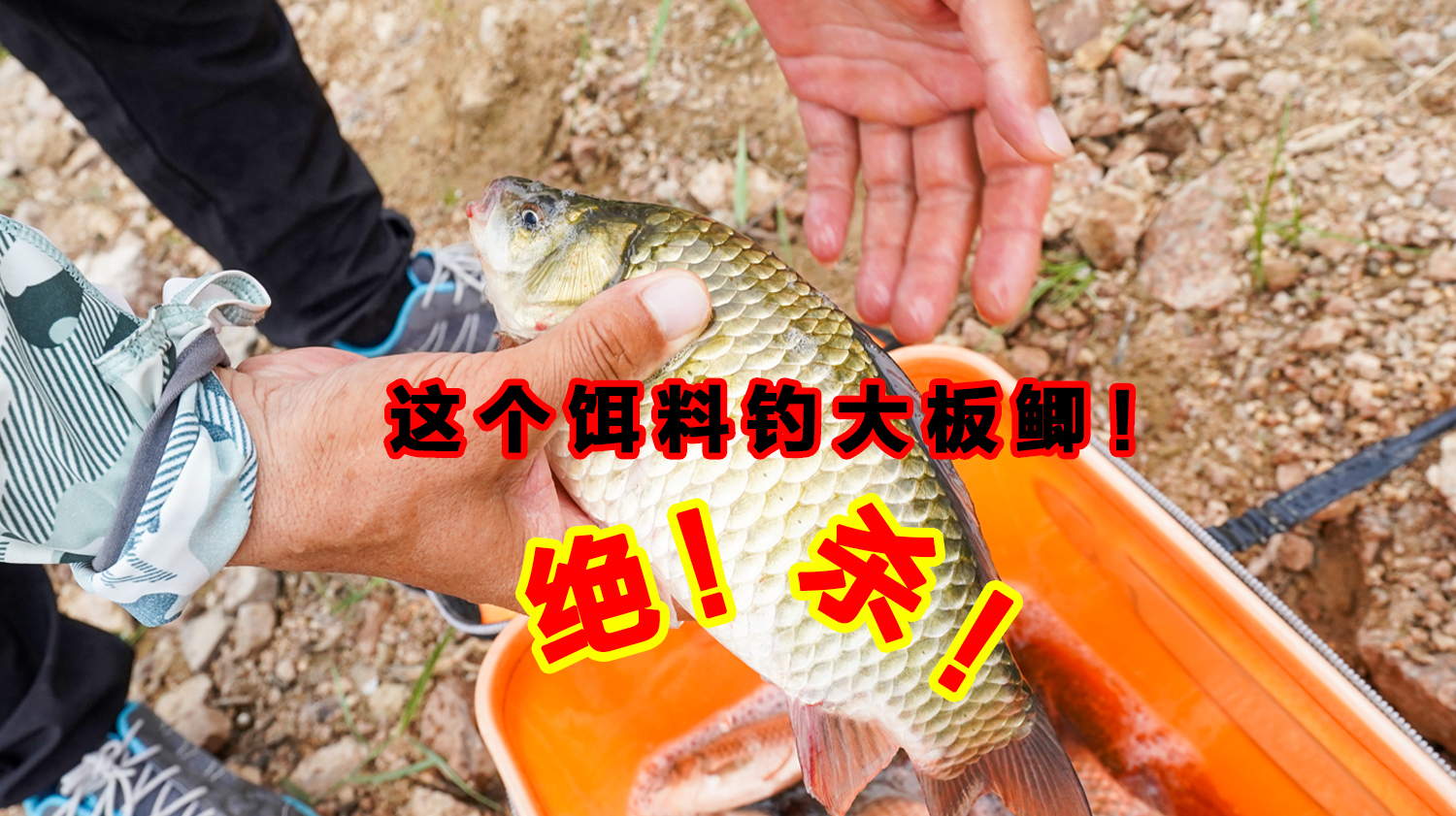 大板鲫居然爱吃这个饵!水库实战