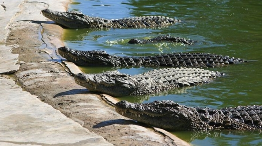 太惊险了!鲨鱼把一名女性拖到了鳄鱼出没的水域 命悬一线