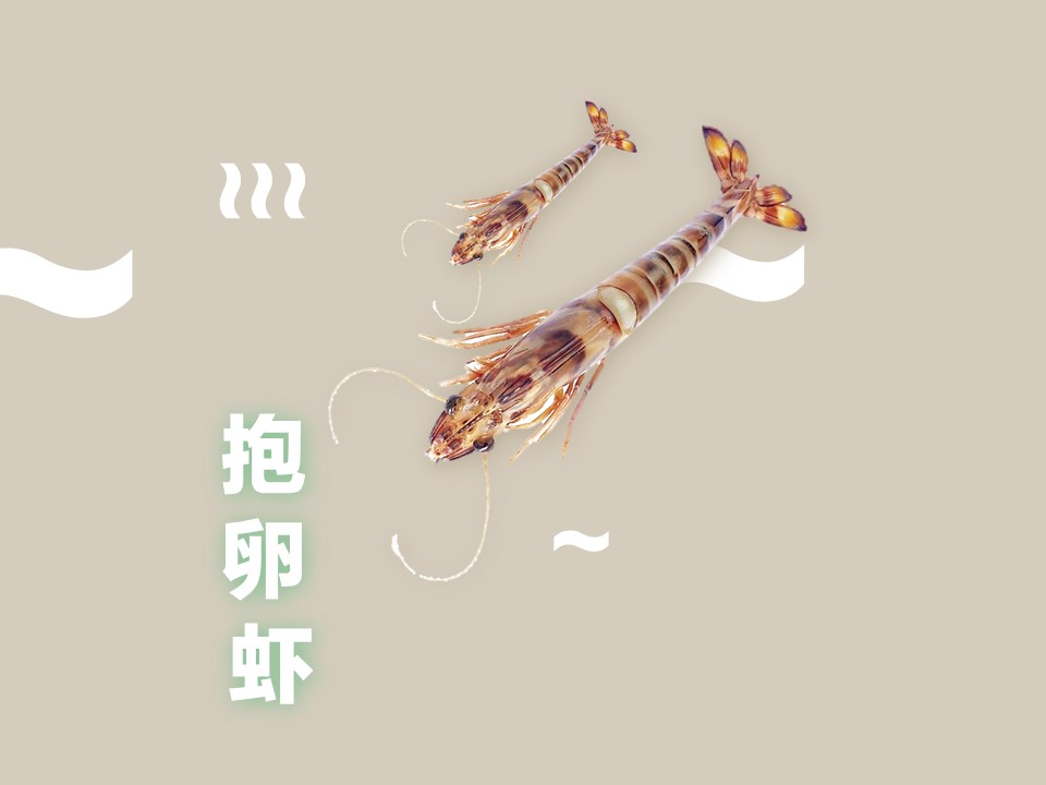抱卵虾:亲体交配产卵后的未孵化的个体