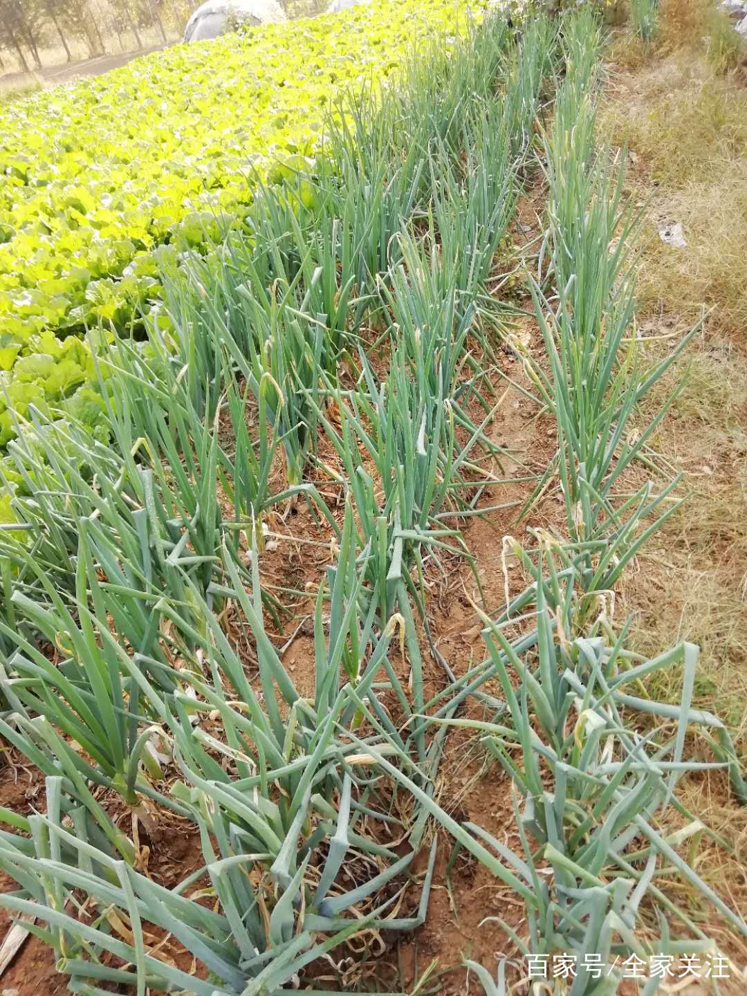 每个农村人家里都有的乡村小菜园,天然无公害