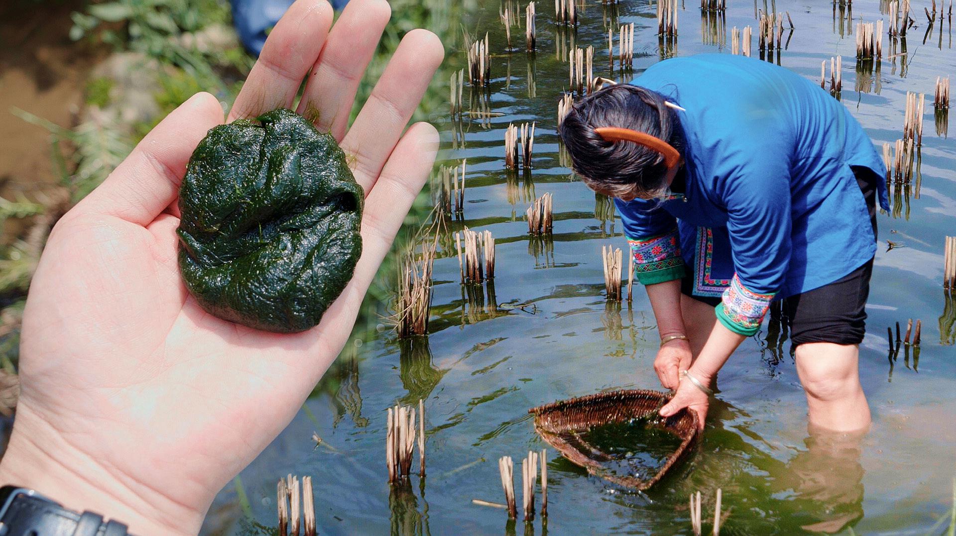 [图]青苔也能吃？回家煮着吃比海棠还脆，美味又营养