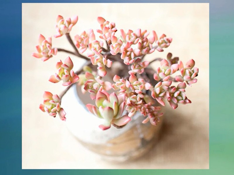 红稚莲:景天科拟石莲花属的多肉植物