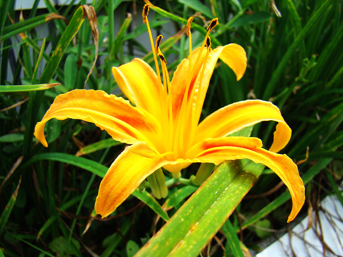 给低年级小学生的中草药课程取一个有趣的课程名字