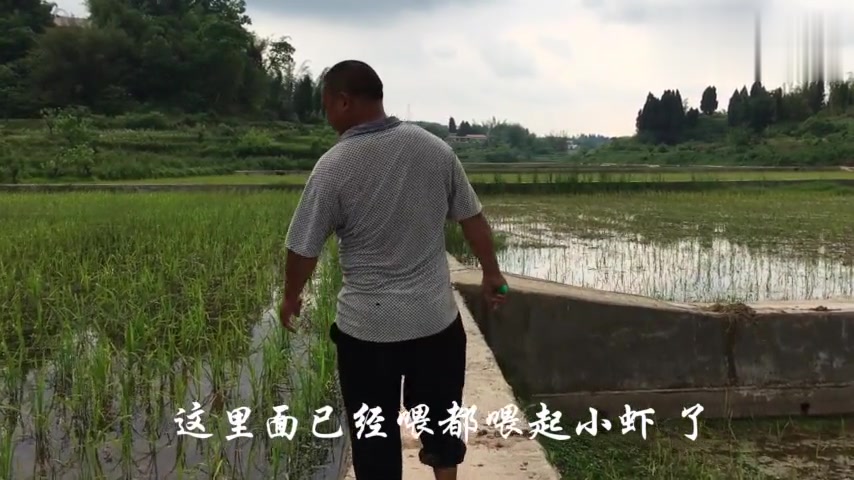 稻田养虾产仔量更大,一百多亩地,李保保为啥肚子大-装的学问