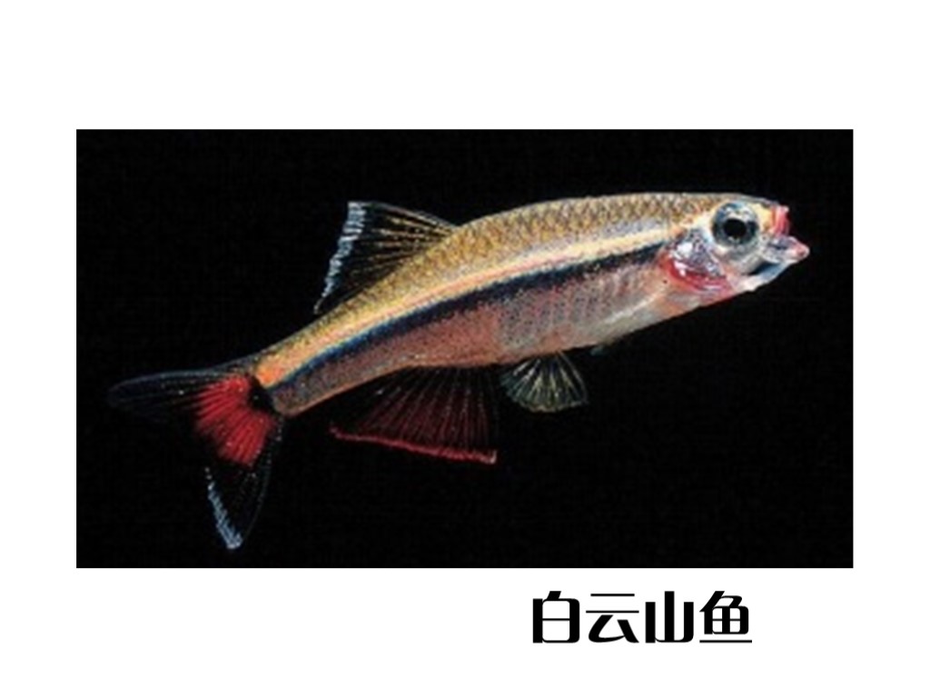 白云山鱼:属于鲤科唐鱼属,本属仅有1种