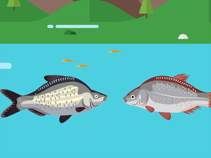 武昌鱼和鳊鱼的区别