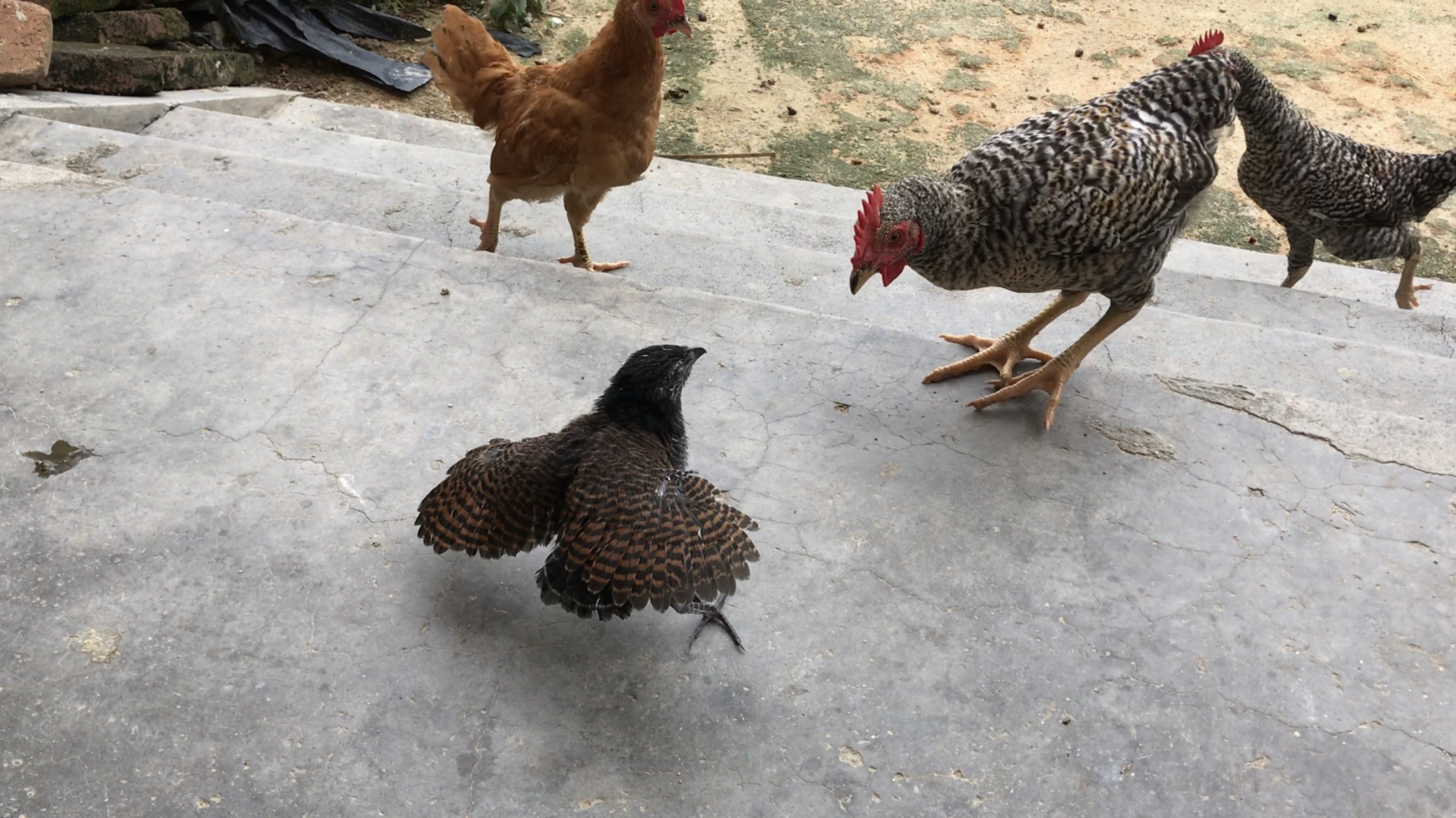 三只小鸡想欺负小鸟,小鸟用气势把对方全吓退