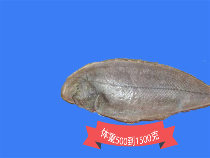 踏板鱼:别名鳎米、舌头