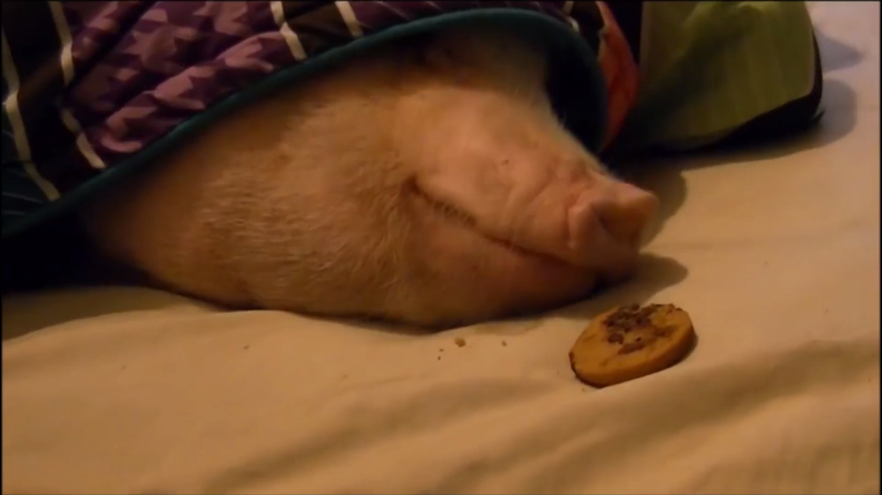主人在睡着的猪面前放了一块曲奇,猪:哪里有吃的哪里就有我