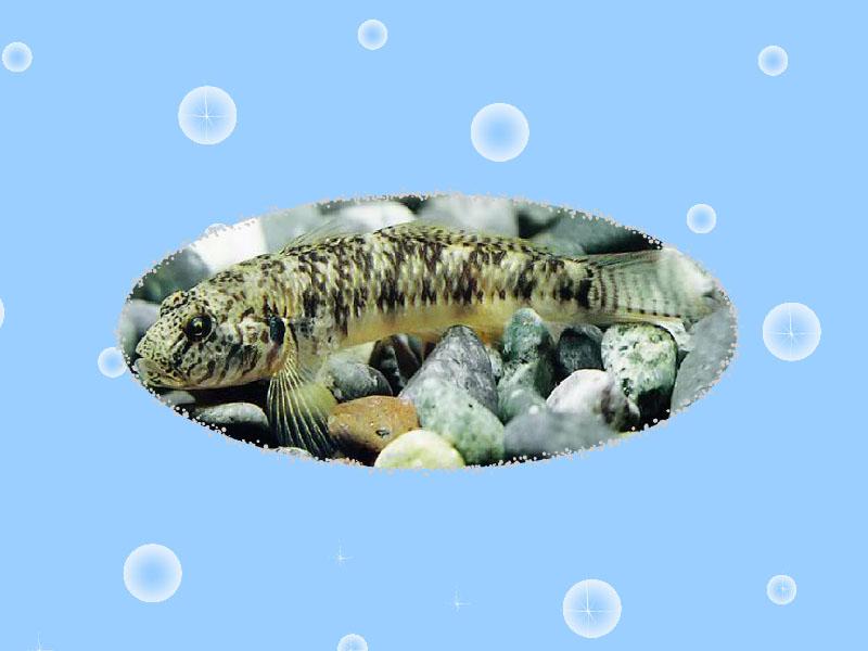 原来明潭吻鰕虎鱼长这样