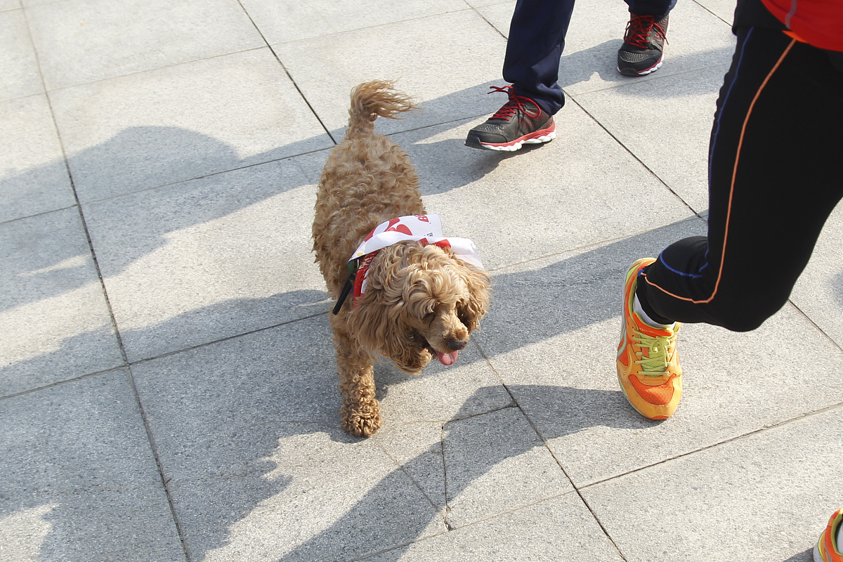 养灵兽：游戏中的神秘伙伴 - 培养、训练、战斗、陪伴