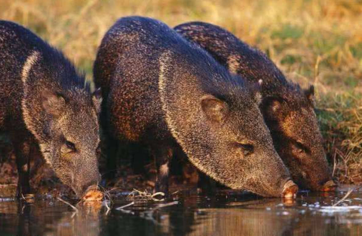 野猪活吃人图片