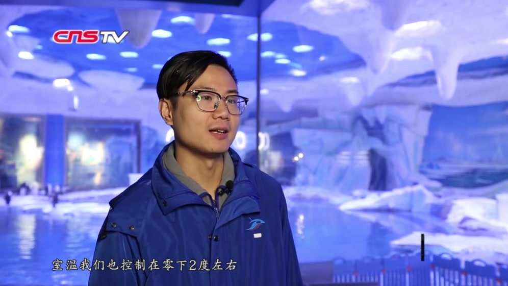 上海首只自主繁育阿德利企鹅诞生 萌值爆表