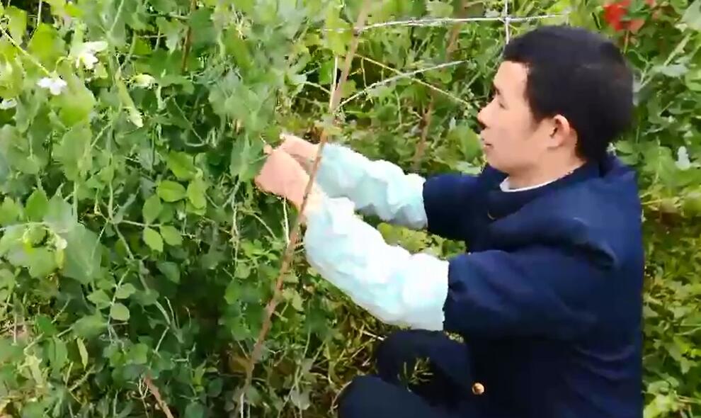 这才是美味菜肴的秘诀?炊事班老兵赞口不绝,炒个雪豆都这么好吃