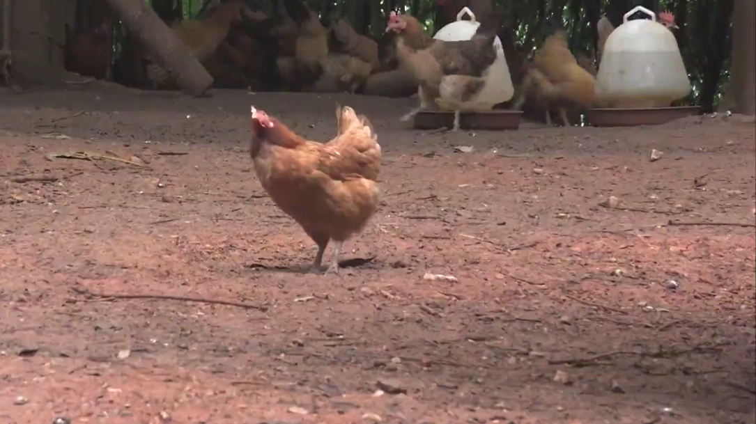 江汉鸡养殖技术(3)——科普中国节目选播