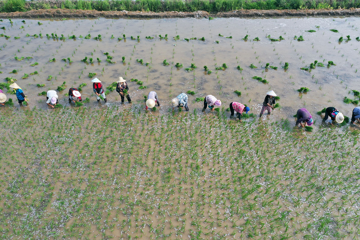 明天就是大暑了2020年大暑在中伏前后是一年中最热的时期。这个时候也是农作物生长速度最快的时期同时很多地区的旱、涝、风灾等各种气象灾害也最为频繁。对于农户们来说大暑的农事管理是非常关键的下面就来为大家介绍一下大暑前后农事管理指南。 帮我优化为四十字的文案