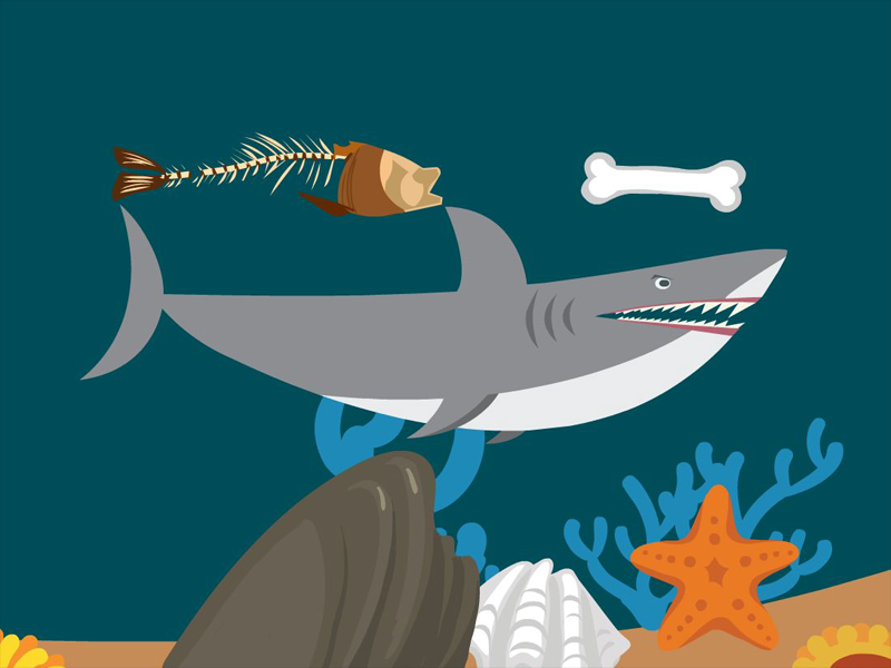 盘点鲨鱼身体的八大秘密