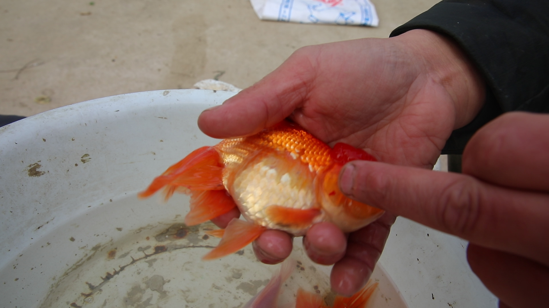 家养金鱼肚子变大咋回事?原因离不开两点,对症下药及时挽救鱼命