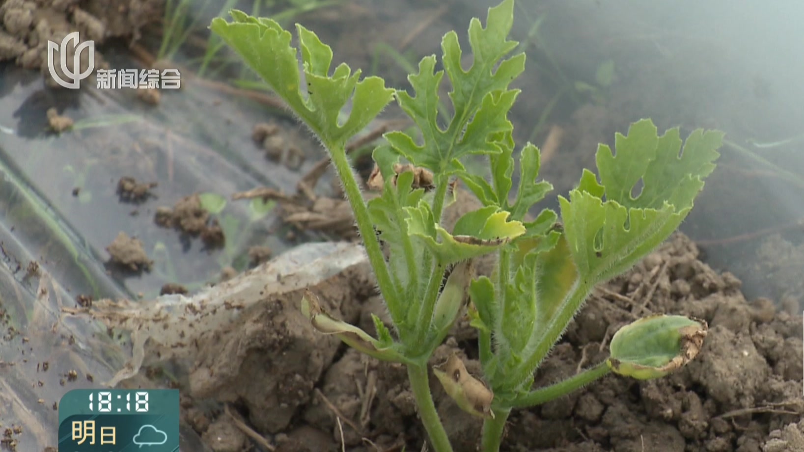 阴雨寡照致南汇8424瓜苗“发育不良” 预计将推迟半月上市