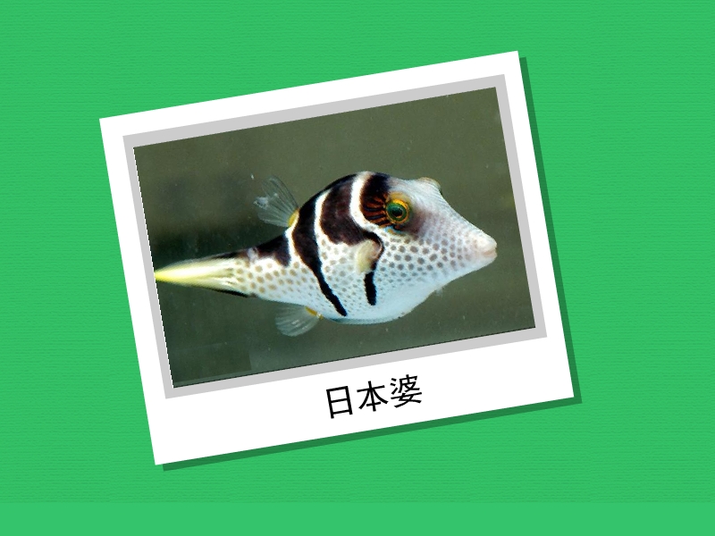 日本婆:扁背鲀(尖鼻鲀)属的一种鱼类