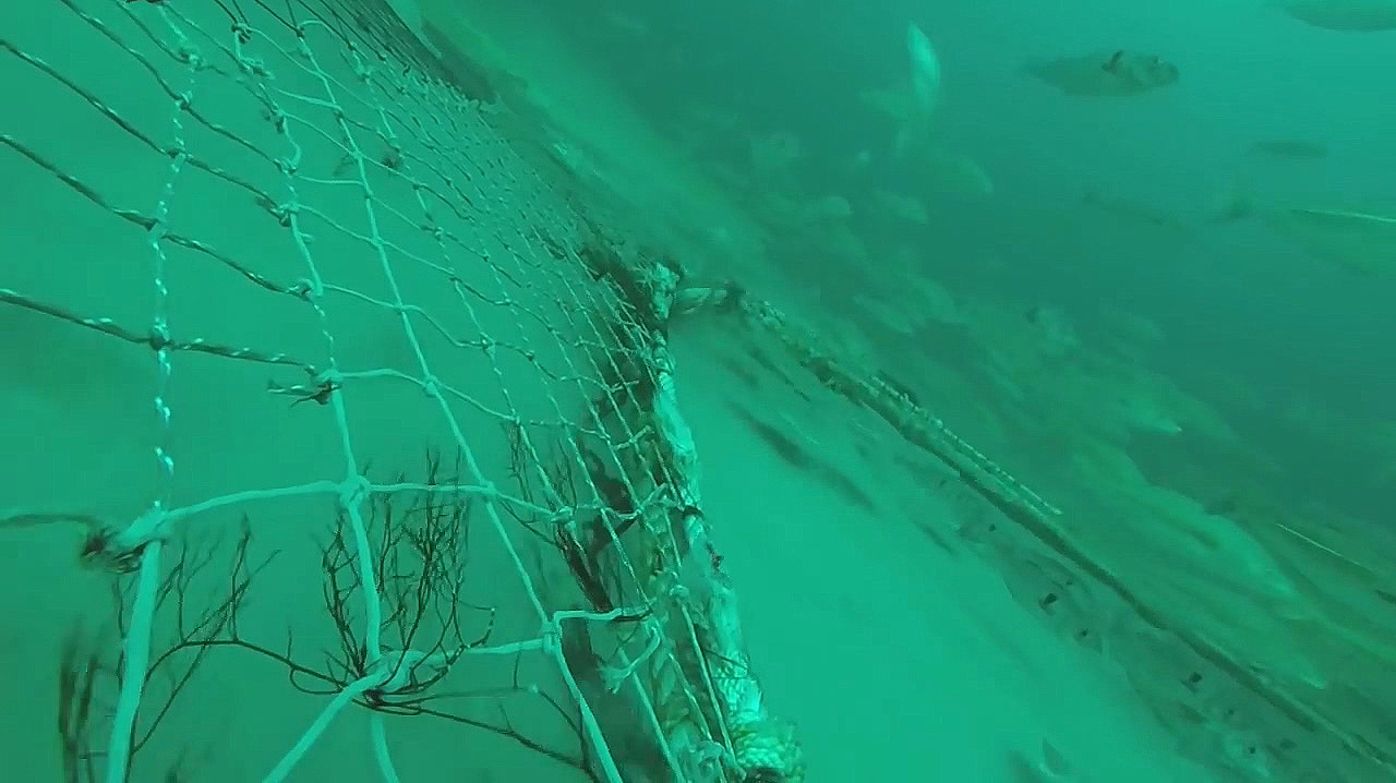 海底拖网水下画面,鱼群就是这样纷纷落网!