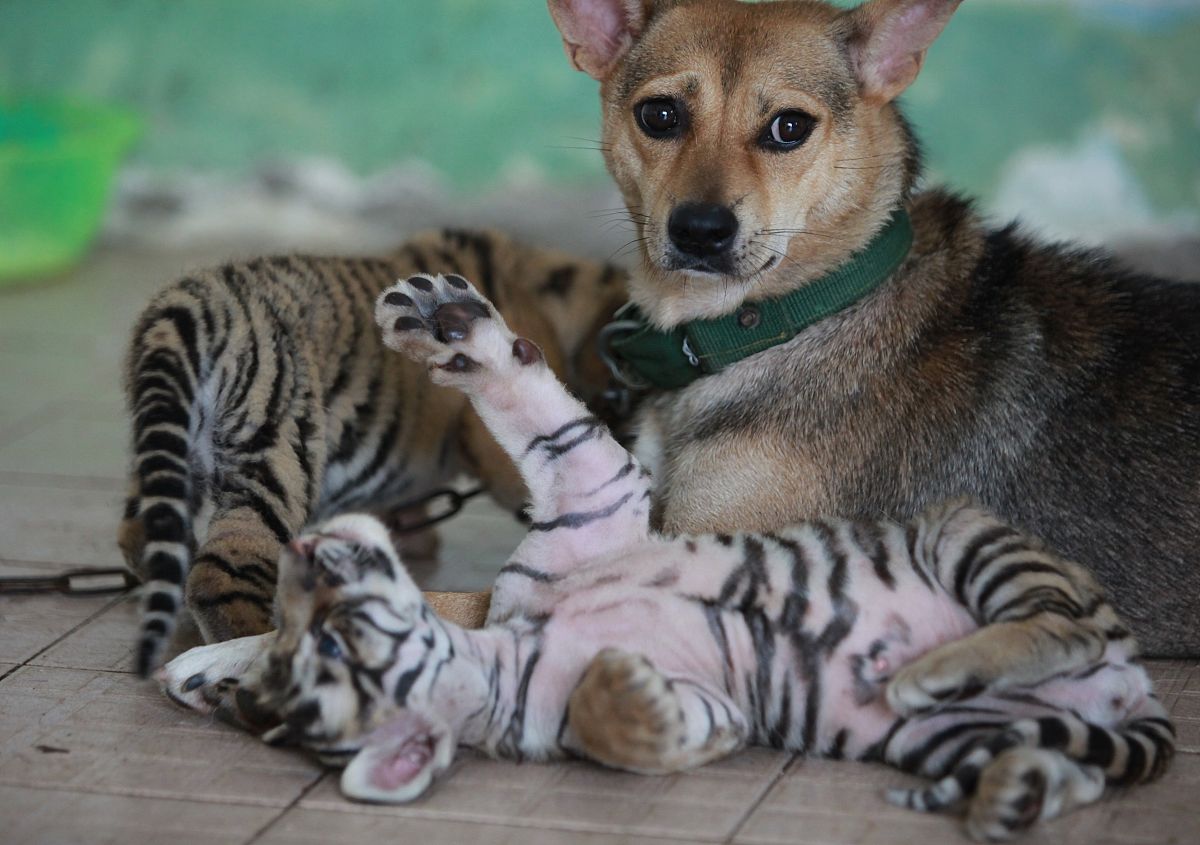 广西职业技术学院畜牧兽医专业怎么样都要学些什么内容