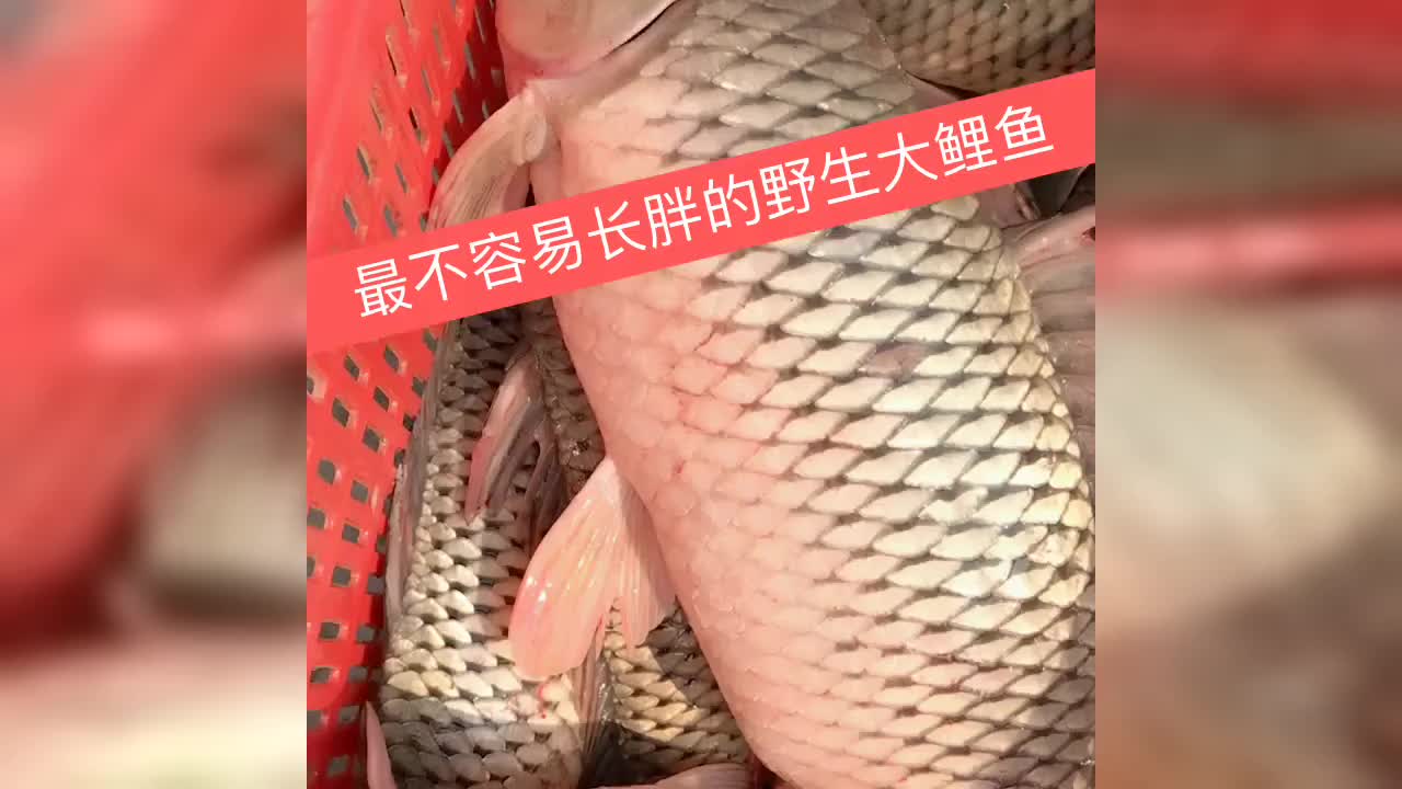 吃饱了才有力气减肥!野生大鲤鱼,吃这个不会发胖