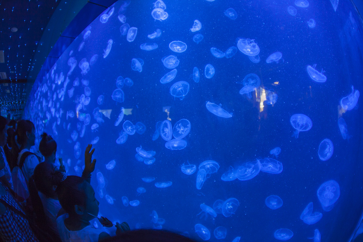 文学家请编写一部童话故事。请注意要用关键词海绵宝宝公交车吃饭凯莉萌萌馨馨。