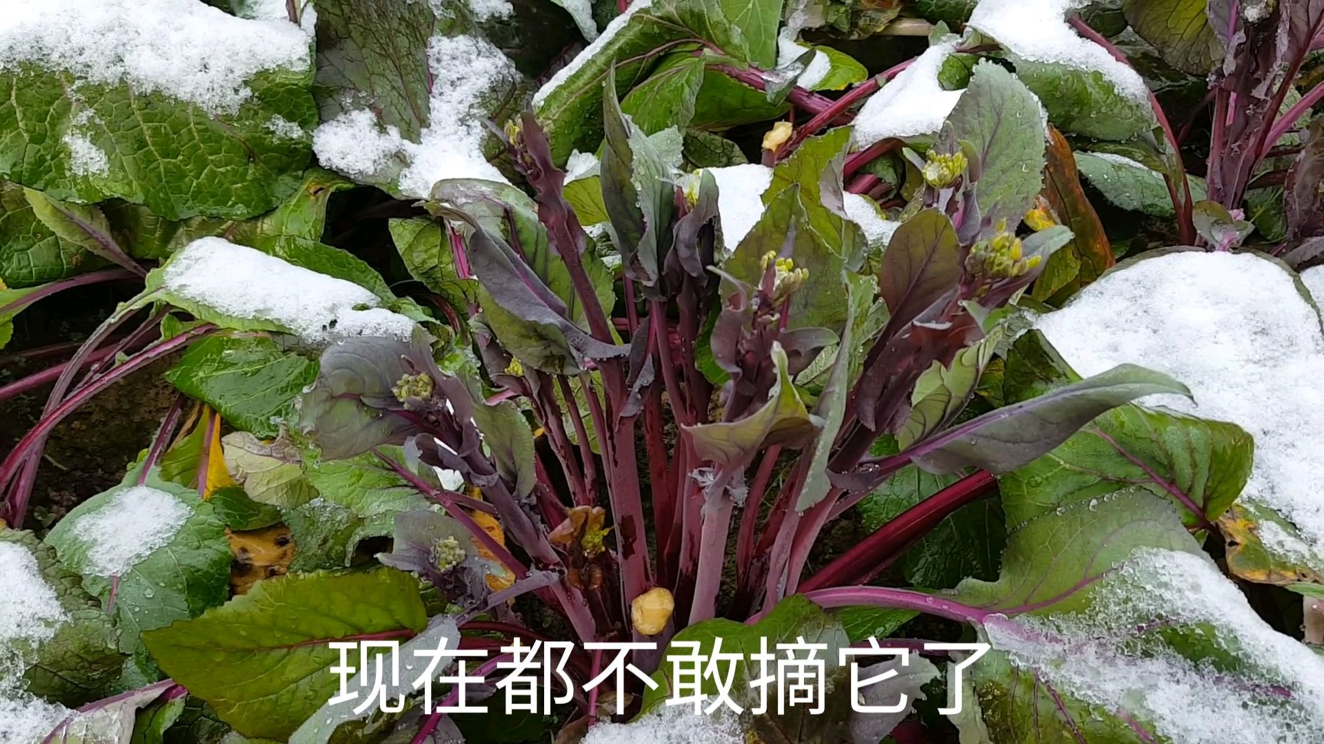 湖北下雪了,看到久违的雪花,真是太美了!