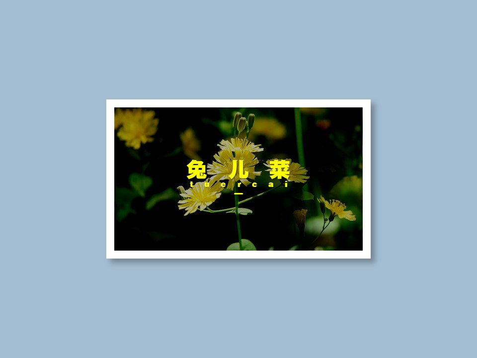 兔儿菜:为菊科多年生草本植物