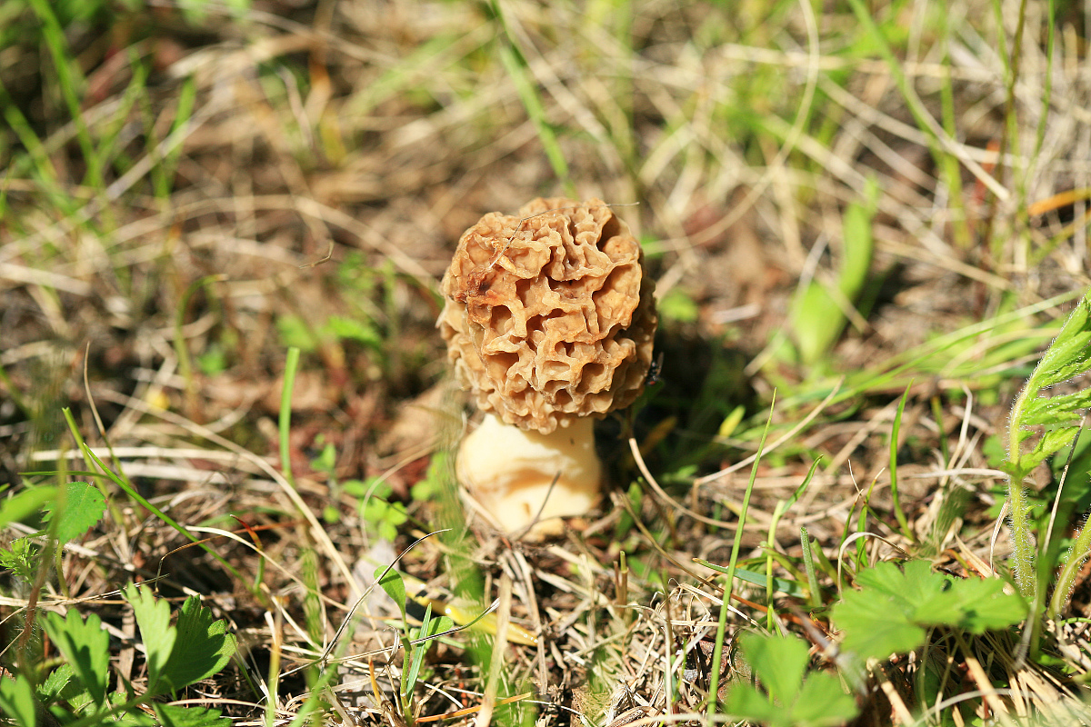 ***_***2013年06月03日 大兴安岭野生羊肚蘑,又名羊肚菌,羊肚菜,因其