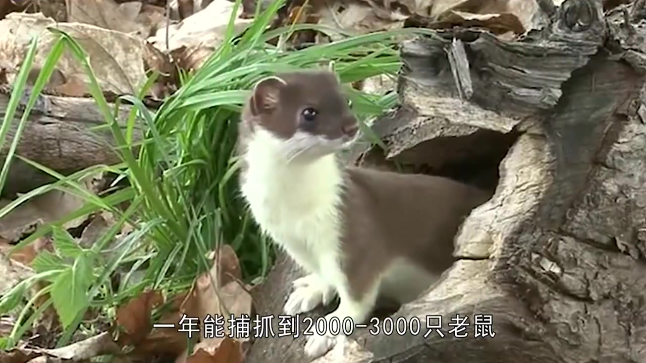 黄鼠狼喜欢偷鸡吃,人们总说:黄鼠狼不能杀呢?终于知道原因了