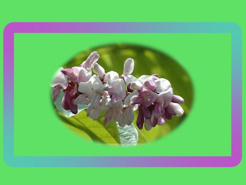 「秒懂百科」原来东京鱼藤长这样