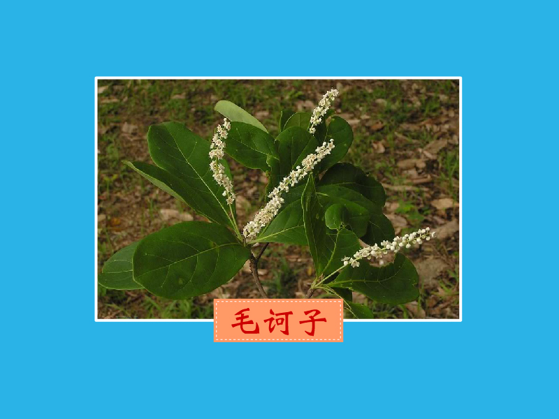 毛诃子:使君子科榄仁树属果实
