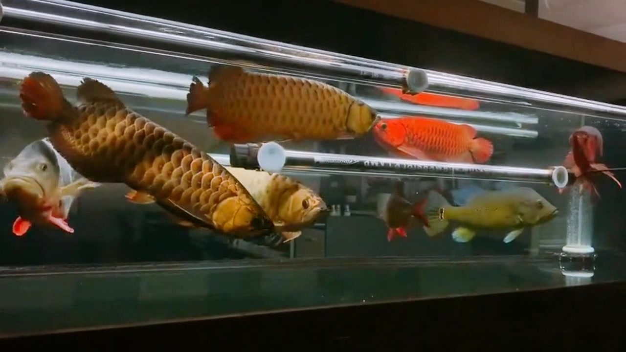 一缸“优质”龙鱼,条条都是“大家伙”,这样混养漂亮吧