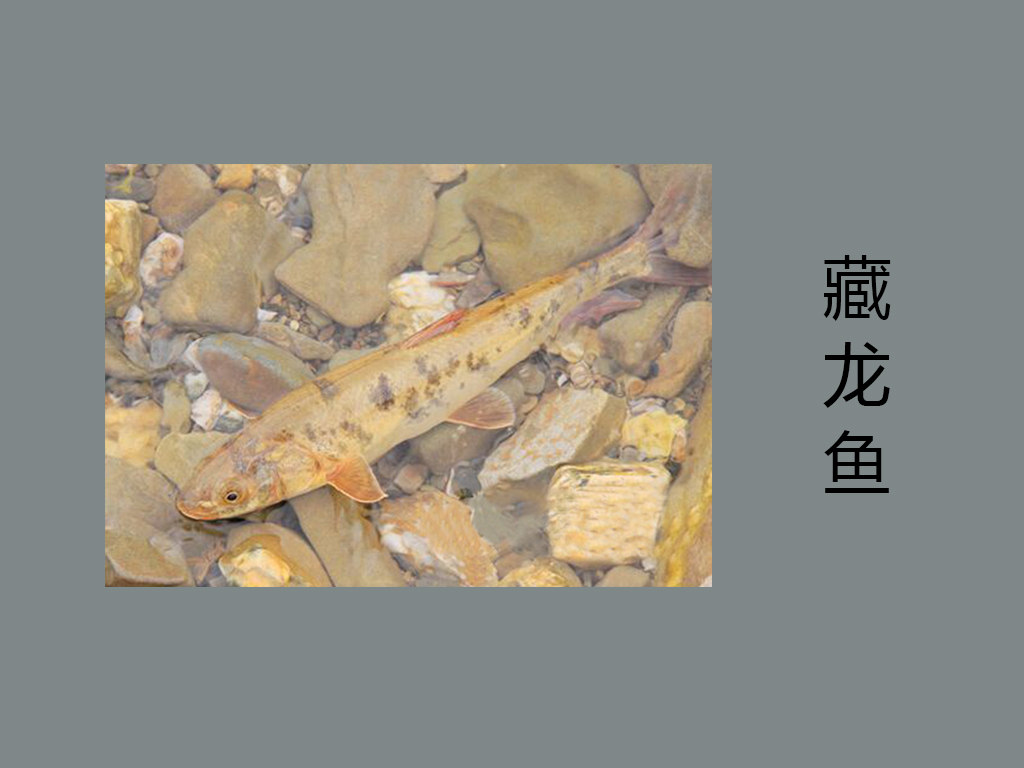 藏龙鱼:分布于鄂陵湖、扎陵湖等外泄湖(淡水湖)及附近河道
