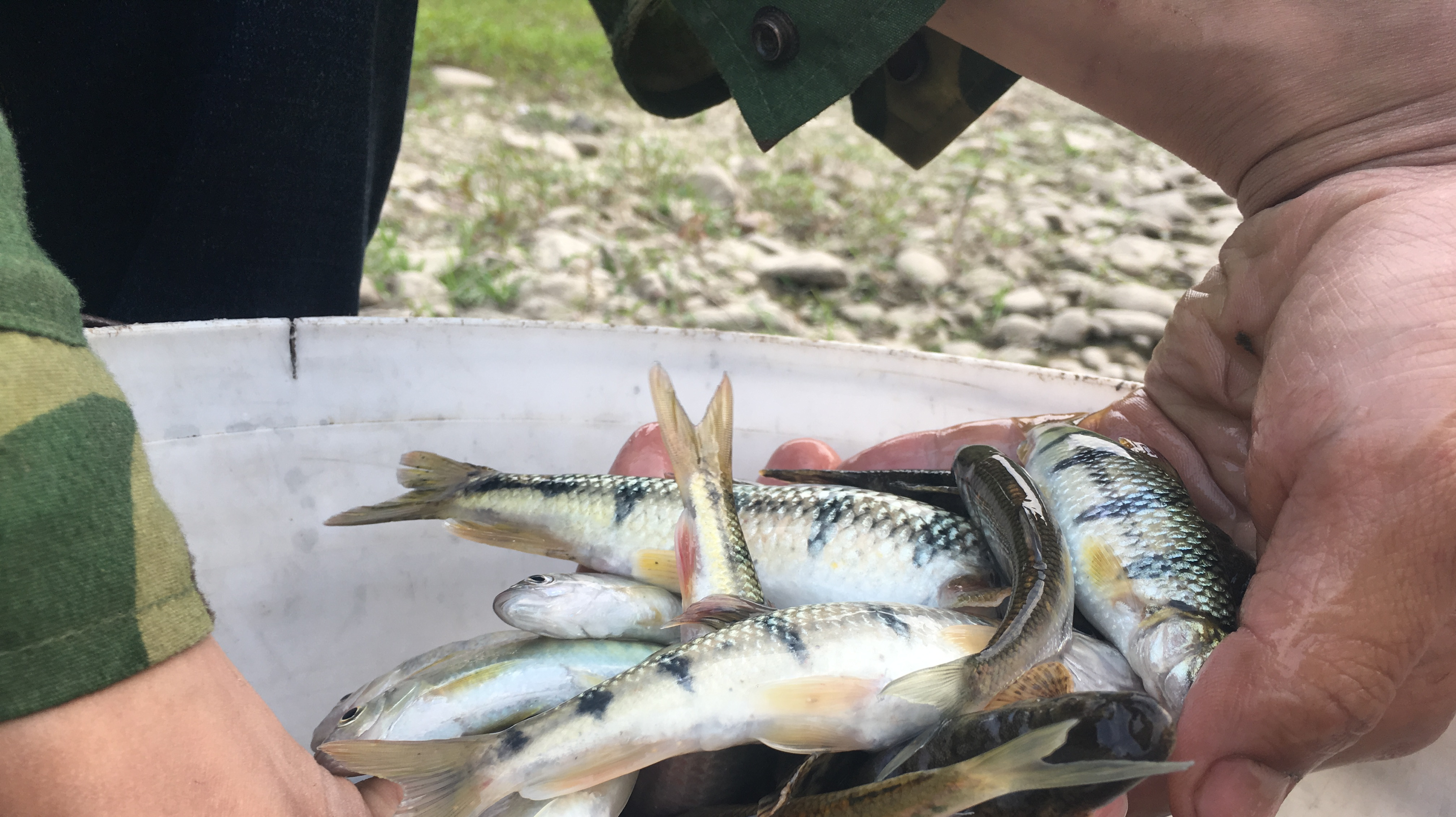 农村小伙午后深山小河野钓,用他这种方法钓淡水石斑,收获满满啊