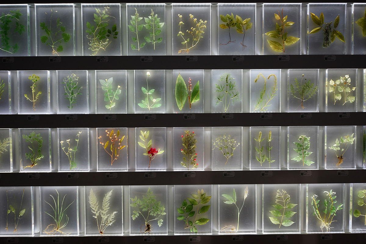 植物生长模型：叶重量、净同化率与种子产量之间的关系