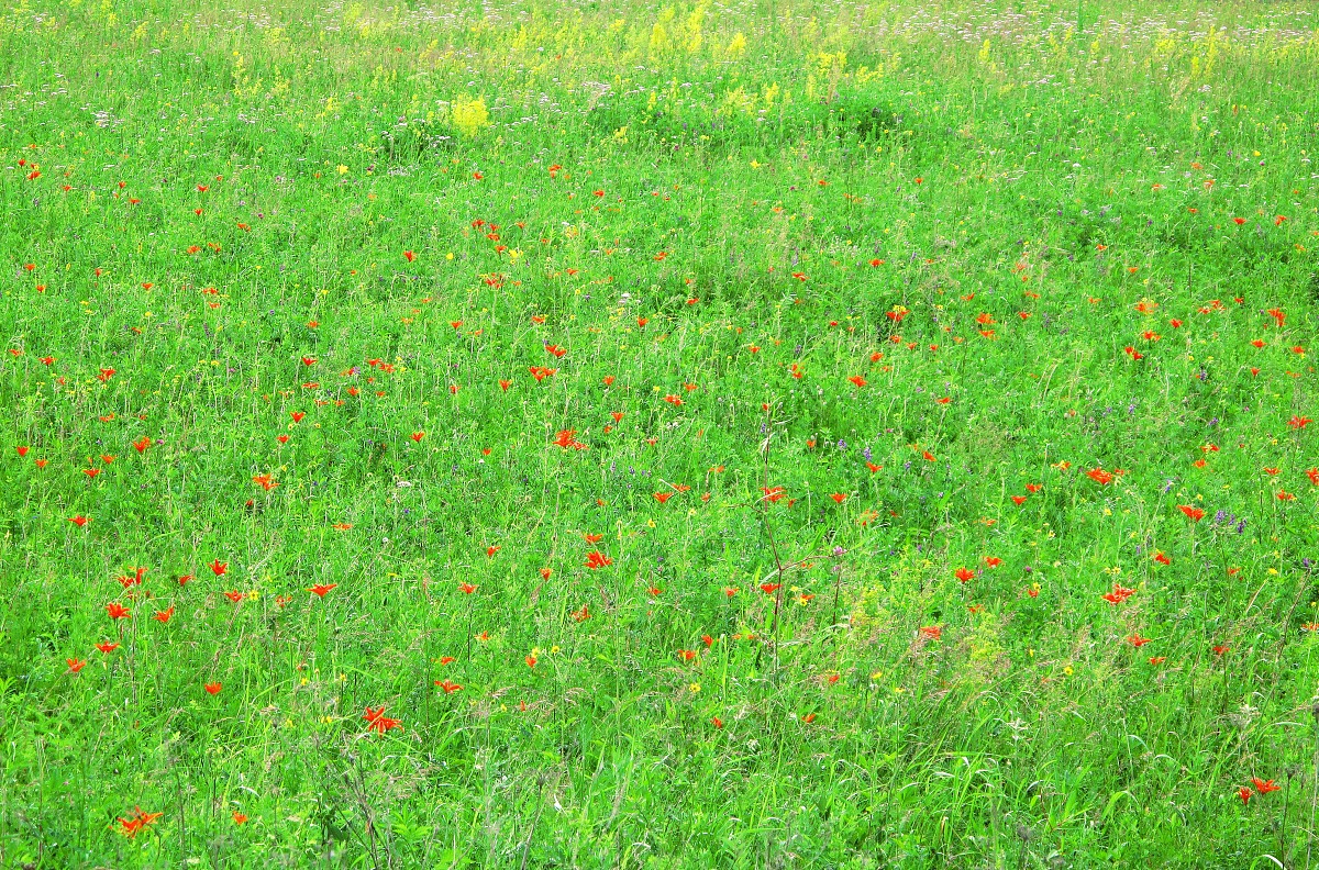 范爱农：杰出作家、教育家、社会改革者 - 一位近现代史上的重要人物